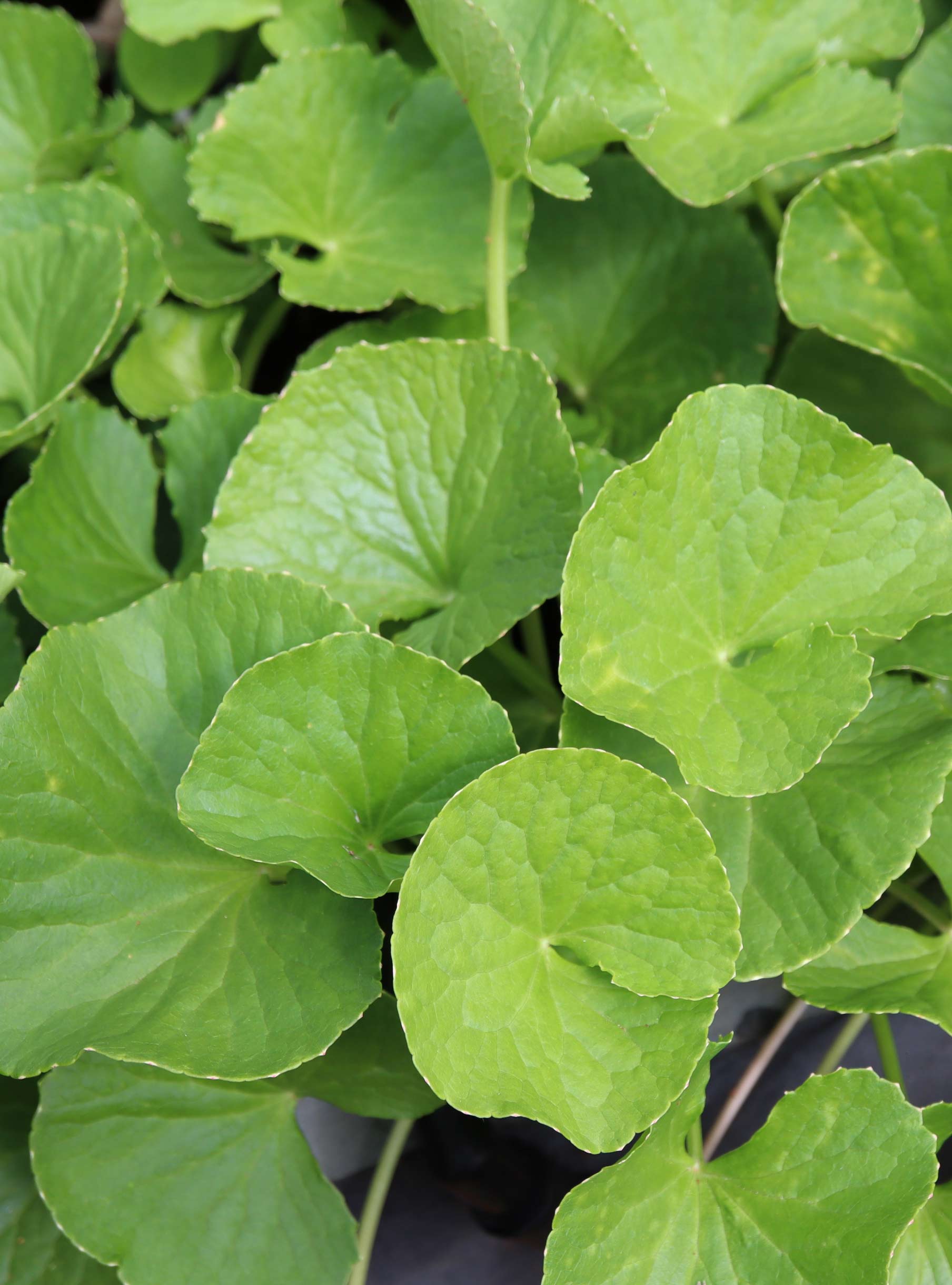 Centella Asiatica