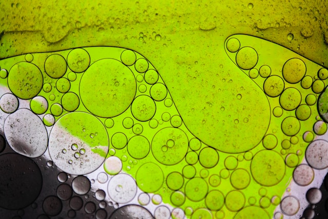 Algae