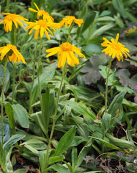 Arnica Montana