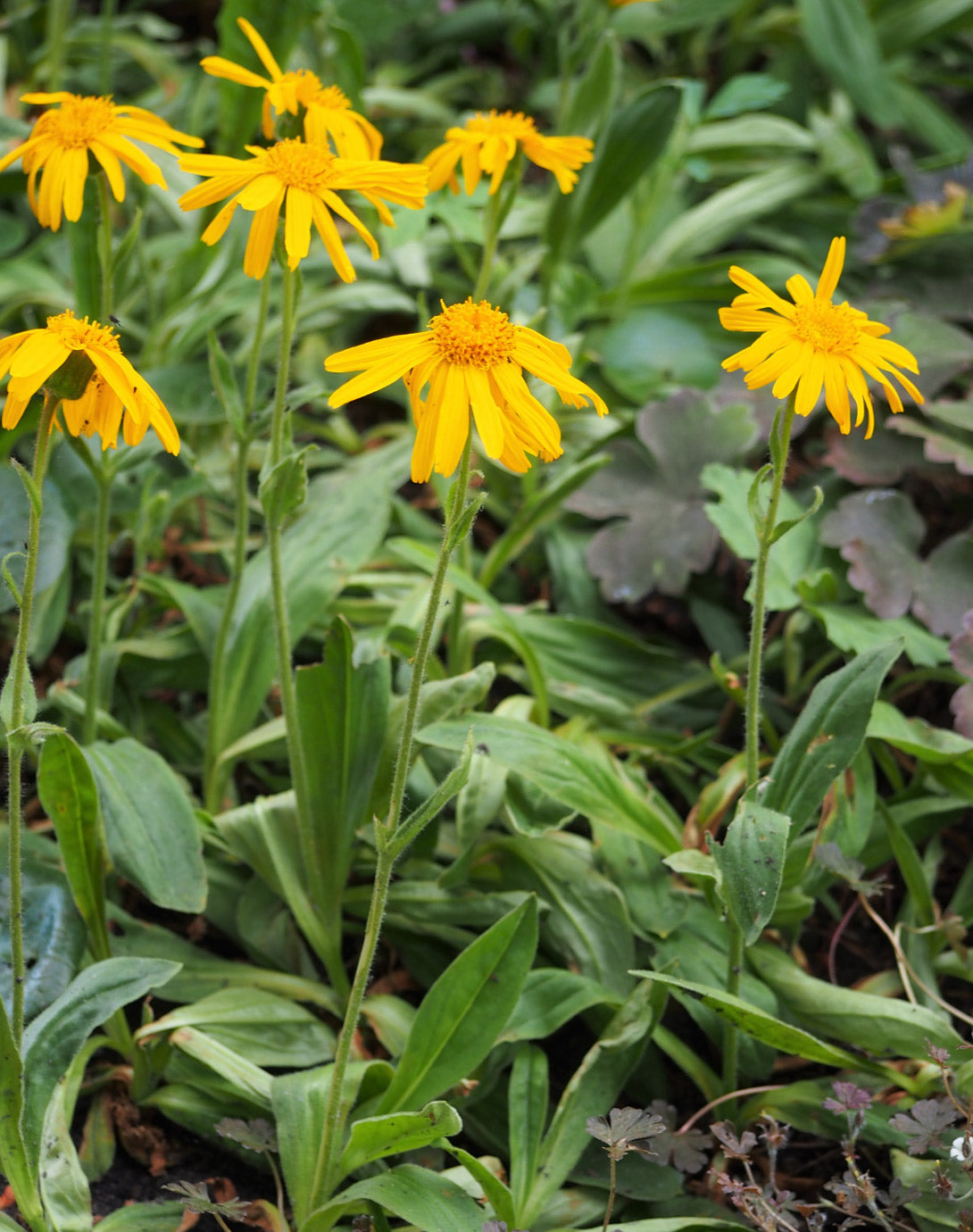 Arnica Montana