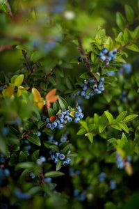 Blueberry