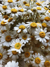 Chamomile