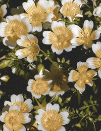 Meadowfoam