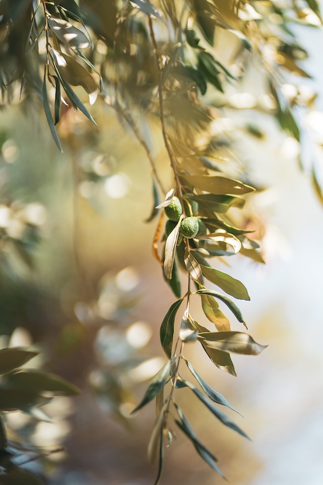 Olive Leaf