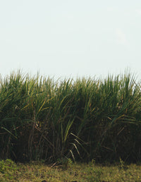 Sugarcane