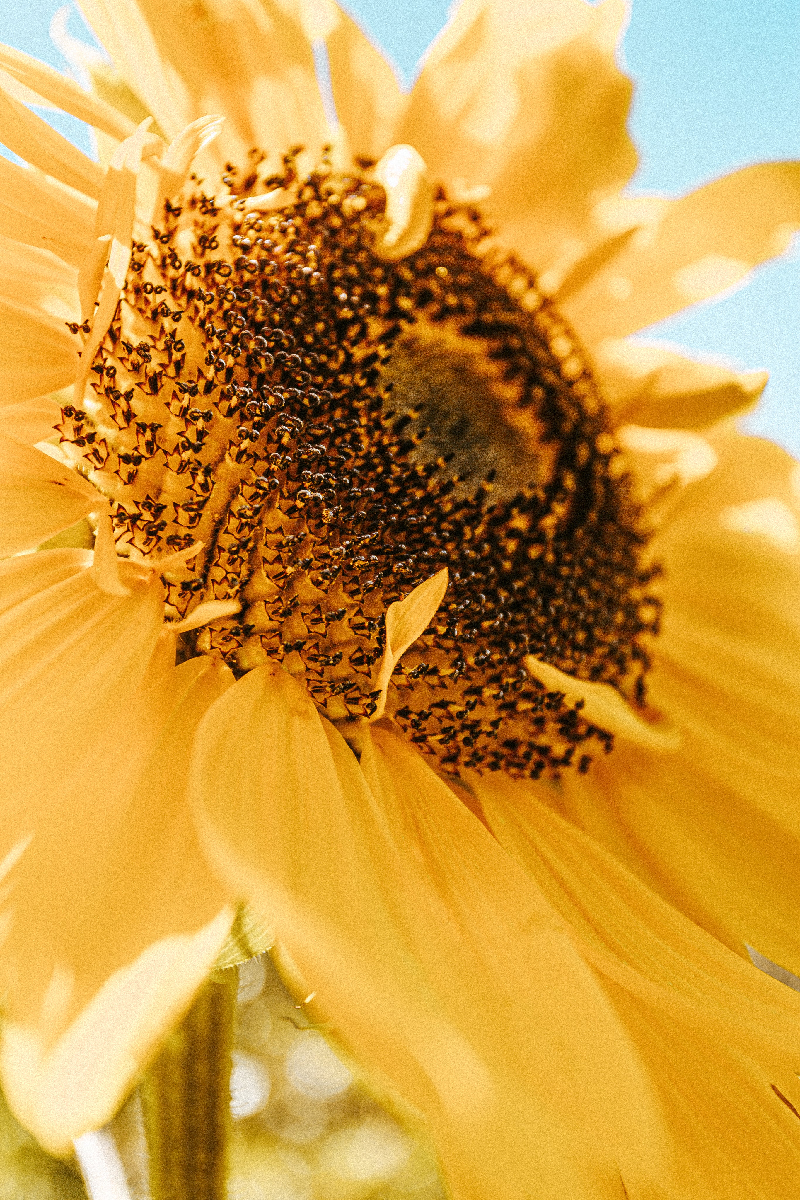 Sunflower
